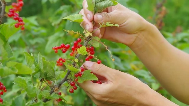 Gathering red ripe currant