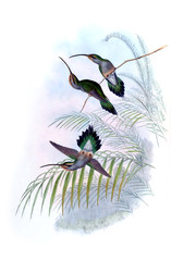 Fototapeta premium Illustration of a Hummingbird.