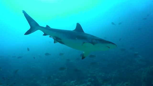 Grey reef shark swimming over the coral reef - Carcharhinus amblyrhynchos