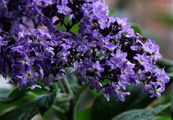 purple flowers of heliotropum plant in a garden