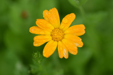 Calendula flower sun