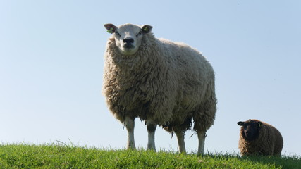 Obraz premium Pecora merinos