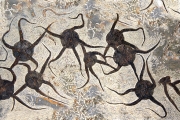 Petrified fossil starfishes © frenta