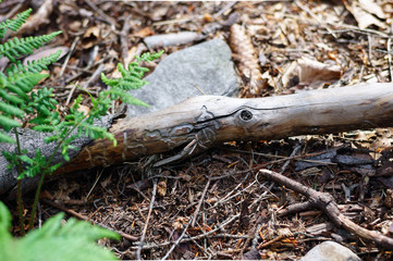 Stick with hollowed cuts through woodworms. A beautiful natural pattern in wood.