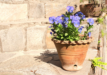 Blooming pansies in a clay pot