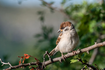 Eurasian tree sparrow (Passer Montanus) sitting sideways on a branch.