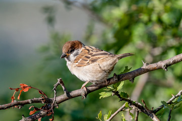 Eurasian tree sparrow (Passer Montanus) sitting sideways on a branch.