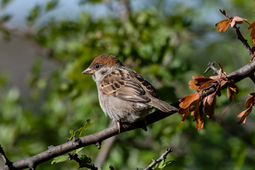 Eurasian tree sparrow (Passer Montanus) sitting sideways on a branch.