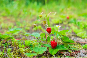 berries bright ripe wild strawberry on green bushes
