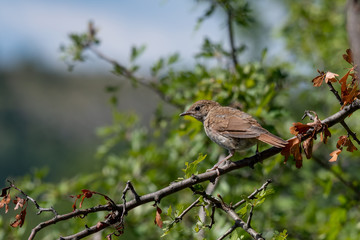 Common Nightingale(Luscinia megarhynchos) perched on a branch.