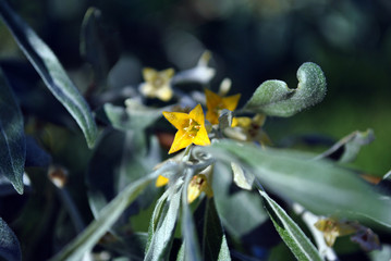 Elaeagnus angustifolia, commonly called Russian olive, silver berry, oleaster, Persian olive or wild olive branches with yellow flowers and green-blue leaves, blurry background