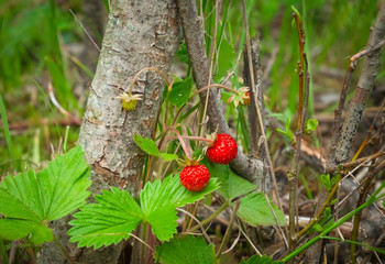 berries bright ripe wild strawberry on green bushes