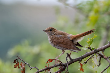 Common Nightingale(Luscinia megarhynchos) perched on a branch.