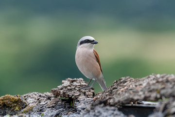 Close up of Red-backed shrike (Lanius collurio) in nature