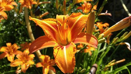 Obraz premium Orange lily.Lilium bulbiferum, common names orange lily