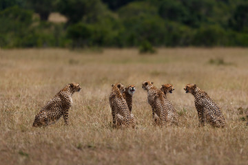 Six cheetahs during mating time, the female Malaika and five males, in the wilderness of Masai Mara, Kenya