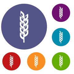 Grain spike icons set in flat circle red, blue and green color for web