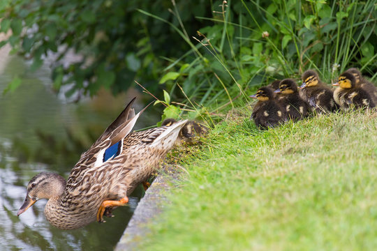 Mother duck lures chicks in water