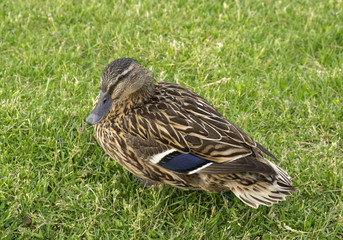 duck on a meadow