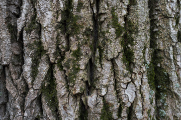 Tree texture.