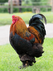 Cockerel