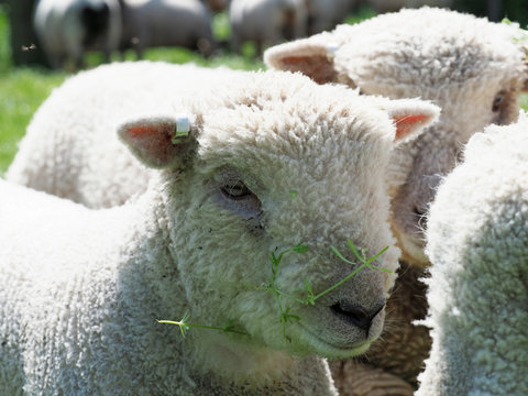 Southdown Sheep