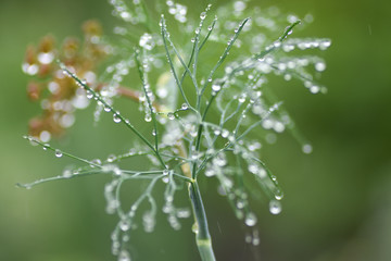Macro Rain Dill  Spices Garden