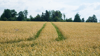 Wheat field in Germany, tractor tracks