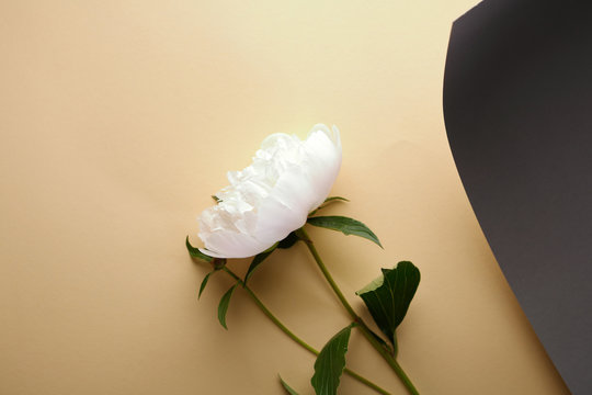 Fototapeta White peony flower concept