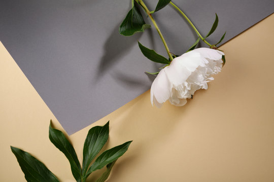 Fototapeta White peony flower