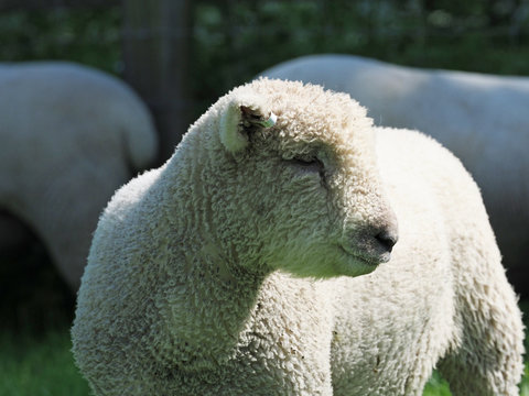 Southdown Sheep