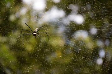 Nephila pilipes on spider web with forest bokeh background