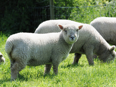Southdown Sheep