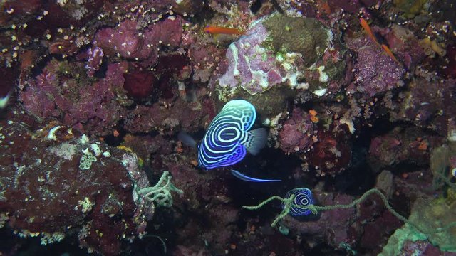 blue tropical fish - Arabian angelfish juvenal, Pomacanthus asfur