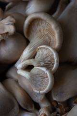 Mushrooms on a black background. Pleurotus ostreatus.