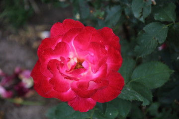 Bud of red rose
