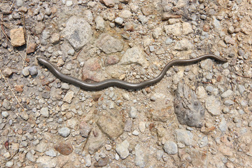 Blind worm on stony ground