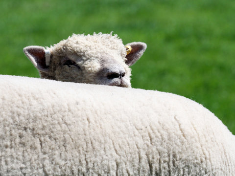 Southdown Sheep