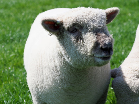 Southdown Sheep