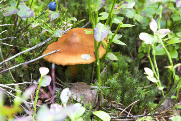 Mushrooms in the wood, nature background