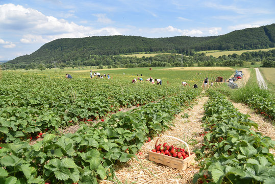 Korb mit Erdbberen auf Erdbeerfeld