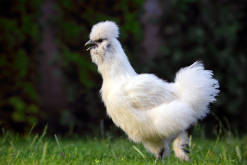 Running fun white chicken