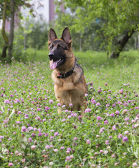 German shepherd play in the summer park