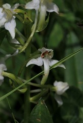 orchidée sauvage, platanthère des montagnes