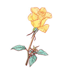 Big rose on a stem, vector Botanical illustration.