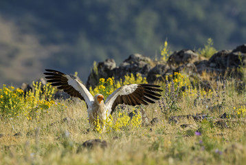 Egyptian Vulture - Neophron percnopterus, endangered white yellow headed vulture from Southern Europe, Asia and Africa.