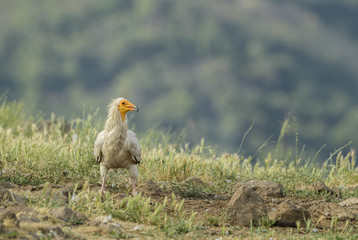 Egyptian Vulture - Neophron percnopterus, endangered white yellow headed vulture from Southern Europe, Asia and Africa.