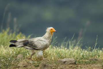 Egyptian Vulture - Neophron percnopterus, endangered white yellow headed vulture from Southern Europe, Asia and Africa.
