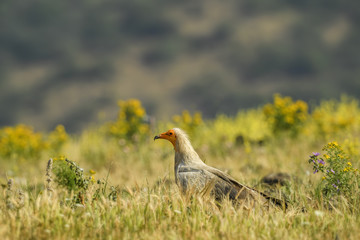 Egyptian Vulture - Neophron percnopterus, endangered white yellow headed vulture from Southern Europe, Asia and Africa.