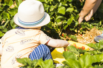 baby with straw hat picking strawberries in a strawberries field